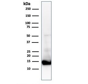 Western blot testing of human heart lysate with Cytochrome C antibody (clone CTC05). Predicted molec