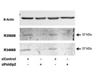 Western blot testing of rat VSMC lysate with POLDIP2 antibody at 0.5ug/ml (Cat # R35068 and <a href=
