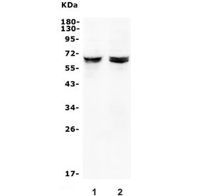 JRK Antibody / Jerky protein homolog