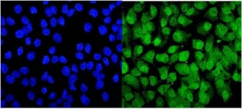 YAP1 Antibody