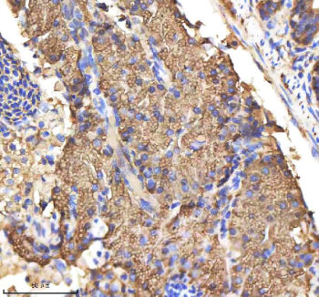 IHC staining of zebrafish Csf1r protein using Zebrafish Csf1r antibody, HRP-labeled secondary and DA