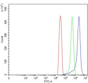 TRAM Antibody / TRAM1