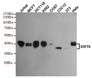 Western blot testing of human Jurkat, MCF7, HCT116, K562, monkey COS7, mouse C2C12, mouse NIH3T3 and