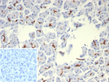 IHC staining of FFPE human pancreas tissue with Cystic Fibrosis Transmembrane Regulator antibody (cl