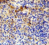 IHC staining of FFPE mouse spleen tissue with IGJ antibody. HIER: steam section in pH6 citrate buffe