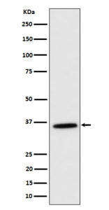 Western blot analysis of MDH2 expression in K562 cell lysate using MDH2 antibody. Predicted molecula