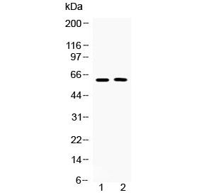 Tubby Antibody