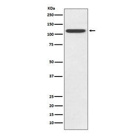TLR5 Antibody