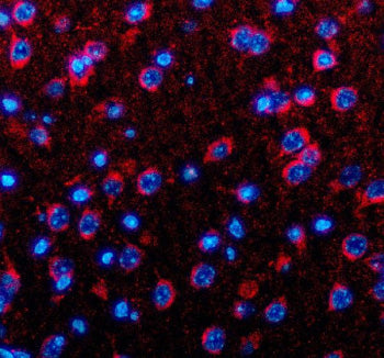 Immunofluorescent staining of Neuronatin using anti-Neuronatin antibody. Neuronatin was detected in