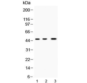NANOG Antibody