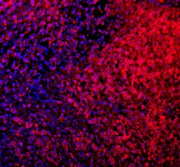 CD80 Antibody