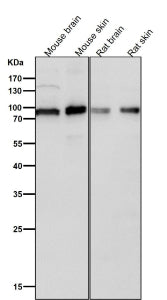 All lanes use the antibody at 1:1K dilution for 1 hour at room temperature. Predicted molecular weig
