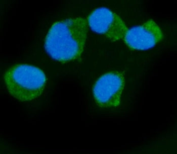 Immunofluorescent staining of FFPE human T-47D cells with Epac1 antibody (green) and DAPI nuclear st