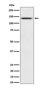 Western blot analysis of Phospho-BCAR1 (Y410) expression in HeLa treated with pervanadate cell lysat