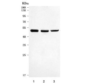 Western blot testing of 1) rat brain, 2) mouse brain and 3) mouse NIH 3T3 cell lysate with Death rec
