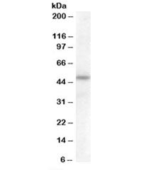Western blot testing of human adipose lysate with SERPINA12 antibody at 0.5ug/ml. Predicted molecula