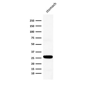 Western blot testing of human stomach tissue with Connexin 32 antibody (clone M12.13). Predicted mol
