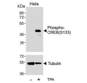 Phospho-CREB1 Antibody (pS133)
