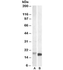 Pbr Antibody