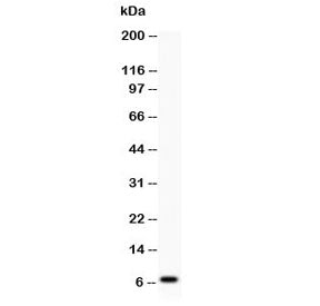 beta Defensin 1 Antibody