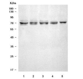 Western blot testing of 1) human HeLa, 2) rat testis, 3) rat C6, 4) mouse testis and 5) mouse NIH 3T