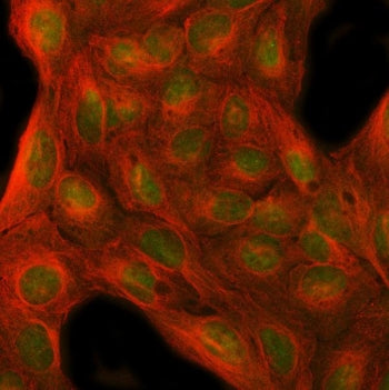 MFAP1 Antibody / Microfibrillar-associated protein 1