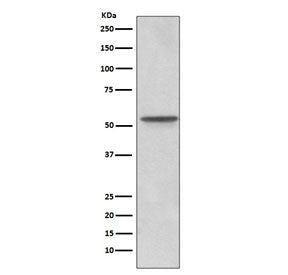 Src Antibody
