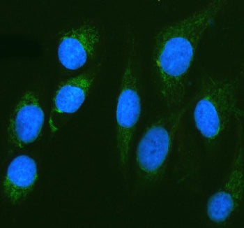 Immunofluorescent staining of CAPN6 using anti-CAPN6 antibody (green). CAPN6 was detected in an immu