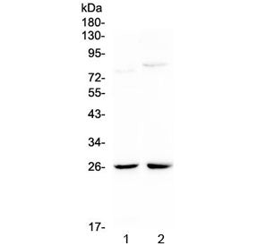 NMU Antibody / Neuromedin-U