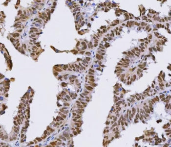 SFPQ Antibody / PSF