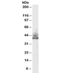 Western blot testing of human kidney lysate with NHERF2 antibody at 0.3ug/ml. Predicted molecular we
