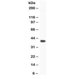 CD40 Antibody