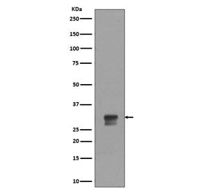 Western blot testing of lysate from human HeLa cells treated with hydroxyurea, with phospho-CDK1/2 a
