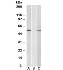 MGAT1 Antibody