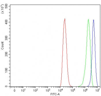 SSR2 Antibody / TRAPB / TRAP beta
