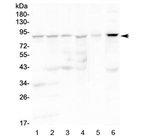 CD19 Antibody / B-lymphocyte marker