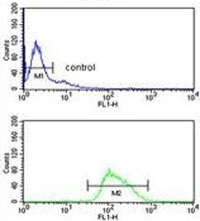POU2AF1 Antibody / BOB-1