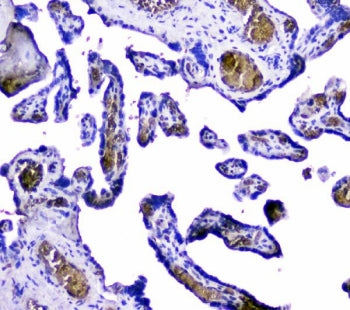 IHC testing of FFPE human placental tissue with Hemoglobin antibody. Required HIER: steam section in