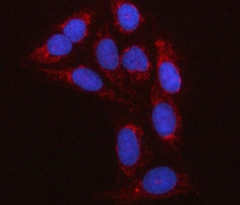 Immunofluorescent staining of FFPE human U-2 OS cells with RBFA antibody (red) and DAPI nuclear stai
