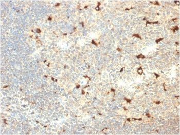 IHC staining of FFPE human tonsil with CD68 antibody (clone C68/2709). HIER: boil tissue sections in