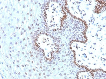 c-Myc Antibody