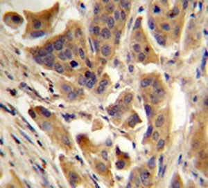 RBCK1 Antibody