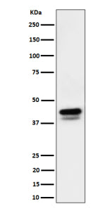 Western blot analysis of Phospho-c-Jun (S73)+JunD (S100) expression in mouse RAW 264.7 cell lysate u