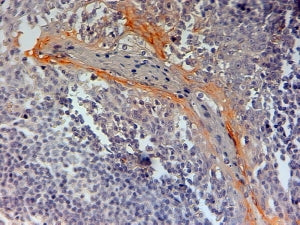 IHC testing of FFPE human tonsil with NLRP3 antibody at 2ug/ml. HIER: steamed with pH6 citrate buffe