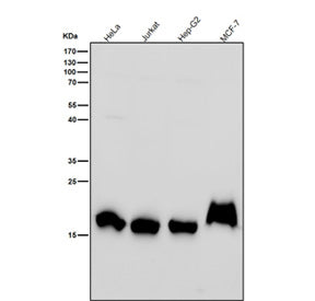 All lanes use the Histone H3 (di-methyl K79) antibody at 1:2K dilution for 1 hour at room temperatur