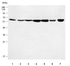 Western blot testing of 1) rat brain, 2) rat kidney, 3) rat heart, 4) rat RH35, 5) mouse brain, 6) m