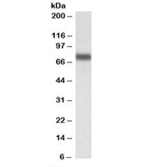 Western blot testing of HepG2 lysate with IRF2BP1 antibody at 0.1ug/ml. Predicted molecular weight: