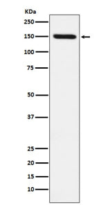 Western blot analysis of CD163 expression in human fetal liver cell lysate probed with anti-CD163 an