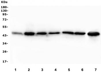 EIF4A1/2/3 Antibody
