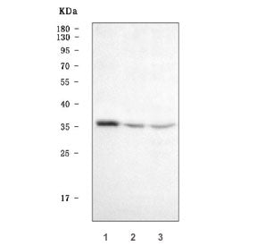 Homeobox A4 Antibody / HOXA4